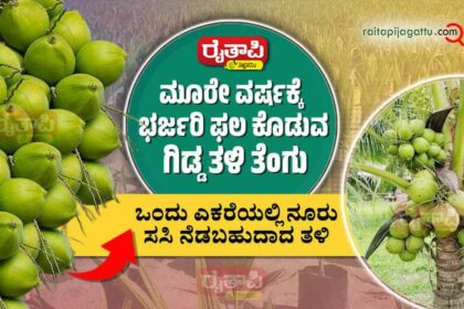 ಮೂರೇ ವರ್ಷಕ್ಕೆ ಭರ್ಜರಿ ಇಳುವರಿ ಕೊಡುವ ಗಿಡ್ಡ ತಳಿ ತೆಂಗು Malaysian Green Dwarf High Yielding Coconut