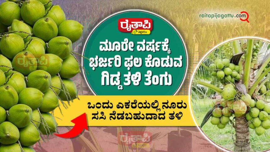 ಮೂರೇ ವರ್ಷಕ್ಕೆ ಭರ್ಜರಿ ಇಳುವರಿ ಕೊಡುವ ಗಿಡ್ಡ ತಳಿ ತೆಂಗು Malaysian Green Dwarf High Yielding Coconut