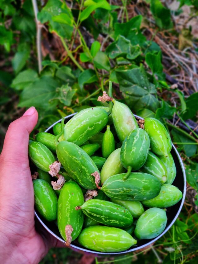 ತೂಕ ಇಳಿಕೆಗೆ ತೊಂಡೆಕಾಯಿ