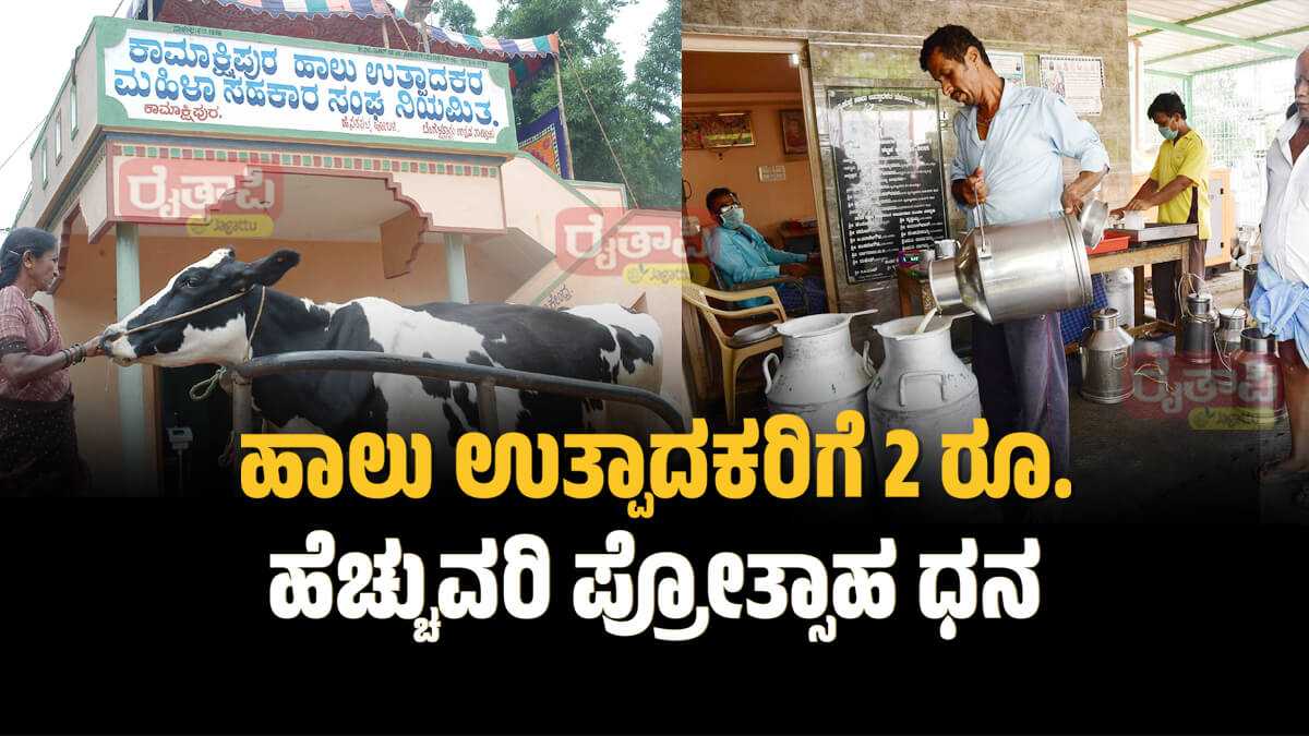 increase in milk incentive